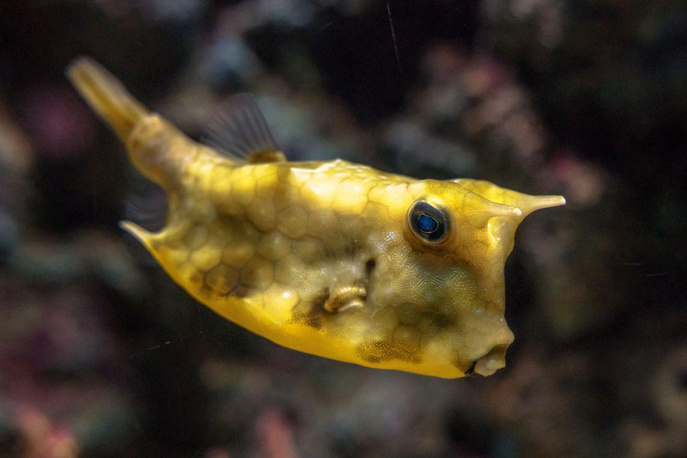 Pesce scatola cornuto © basicdog / Shutterstock